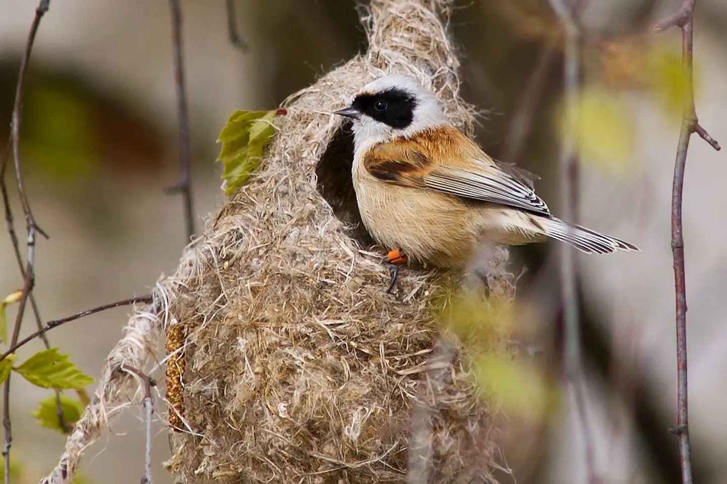 Rémiz penduline