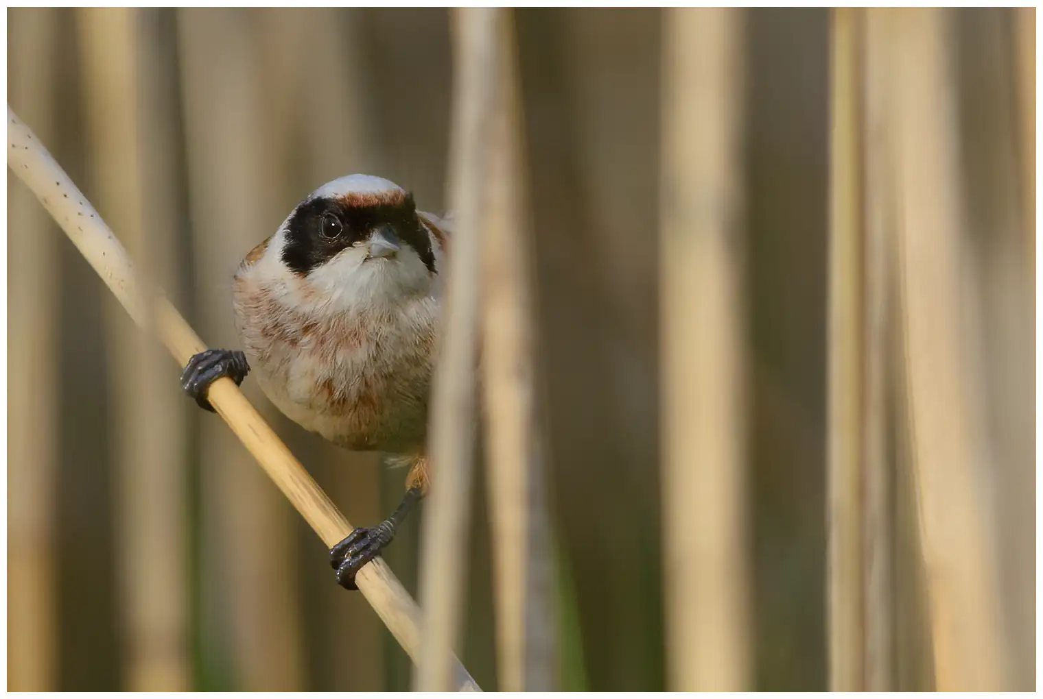 Rémiz penduline