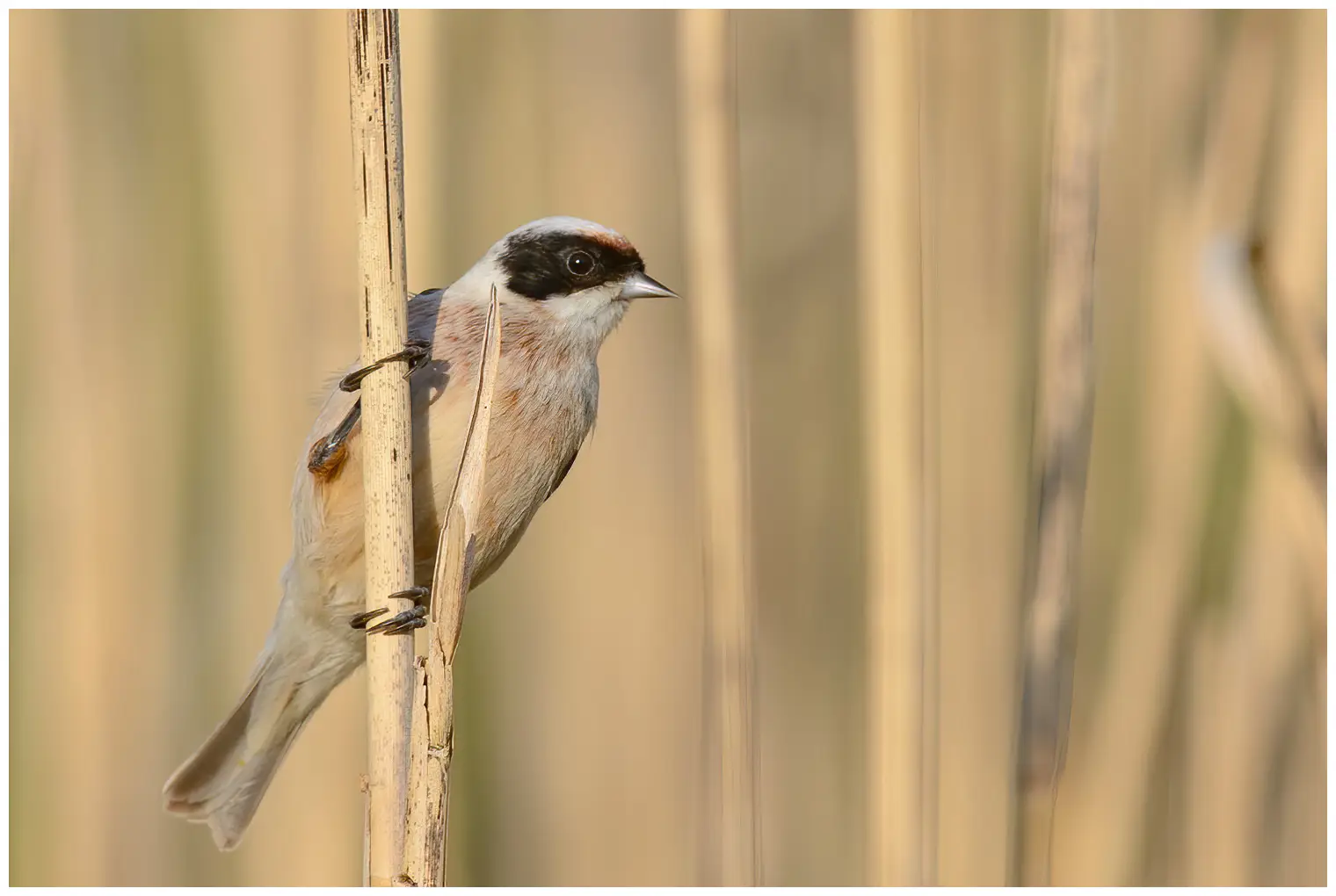 Rémiz penduline