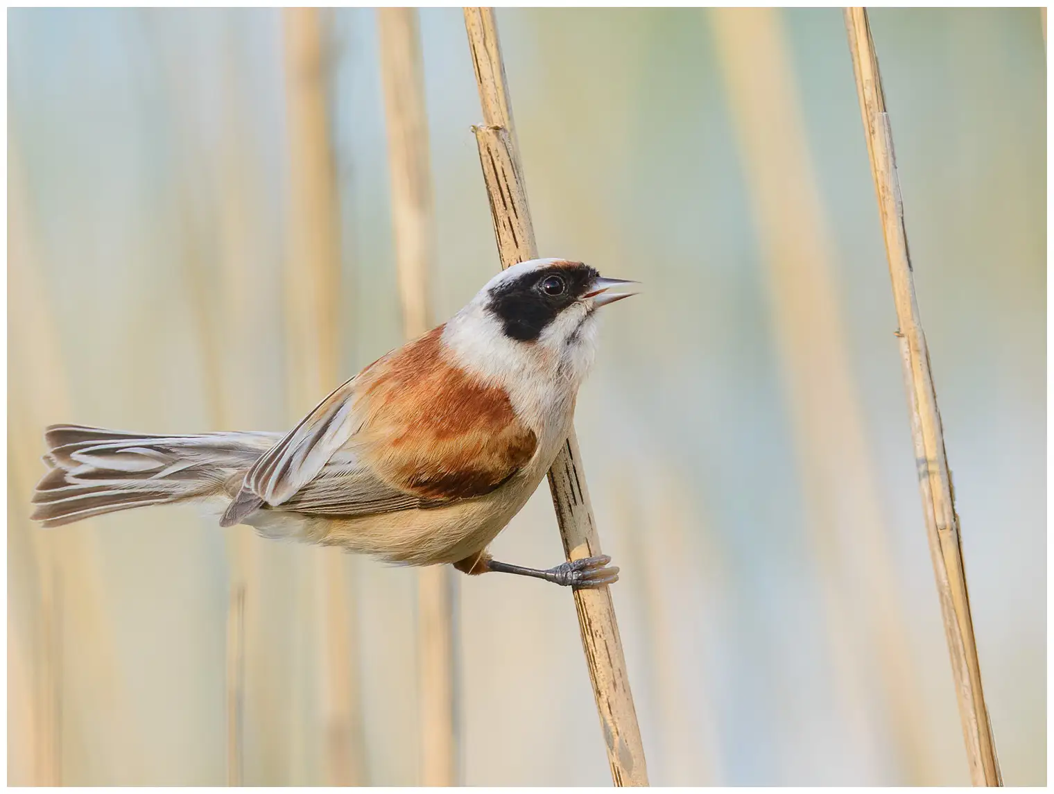 Rémiz penduline