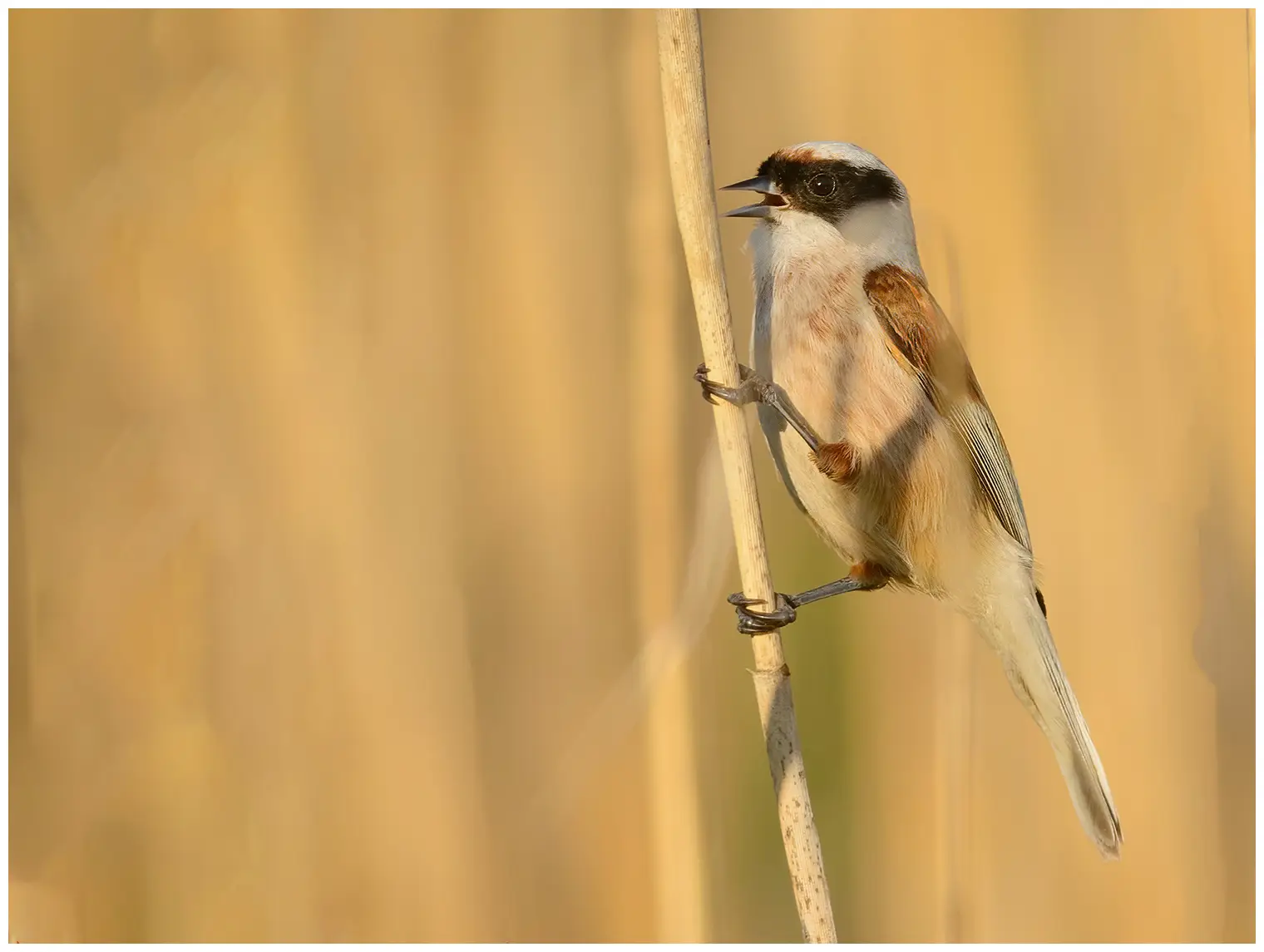 Rémiz penduline