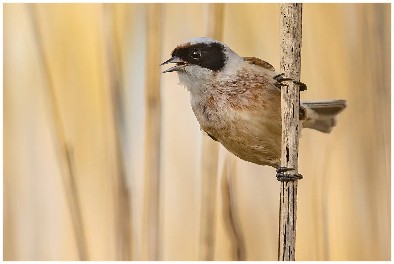 Rémiz penduline