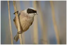 Rémiz penduline