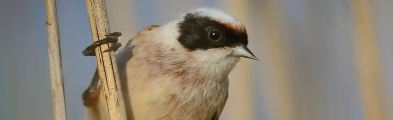 Rémiz penduline. Assis dans une forêt de roseaux. La tête est grise et le masque facial noir caractéristique s'étend du bec jusqu'à l'arrière des yeux.