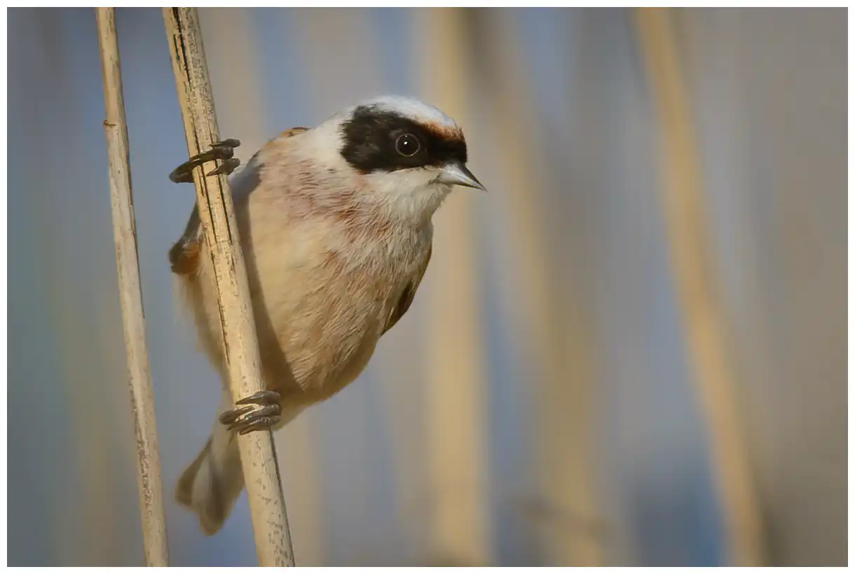 Rémiz penduline. Assis dans une forêt de roseaux. La tête est grise et le masque facial noir caractéristique s'étend du bec jusqu'à l'arrière des yeux.