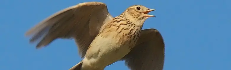 Alouette des champs. Au milieu du vol chantant familier. Son plumage est anonyme, tacheté de brun.