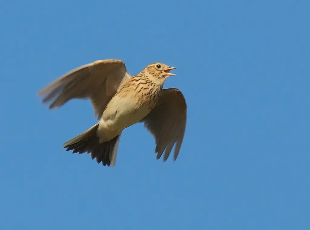 Alouette des champs. Au milieu du vol chantant familier. Son plumage est anonyme, tacheté de brun.