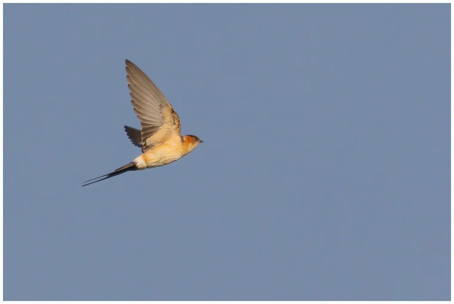 Hirondelle rousseline