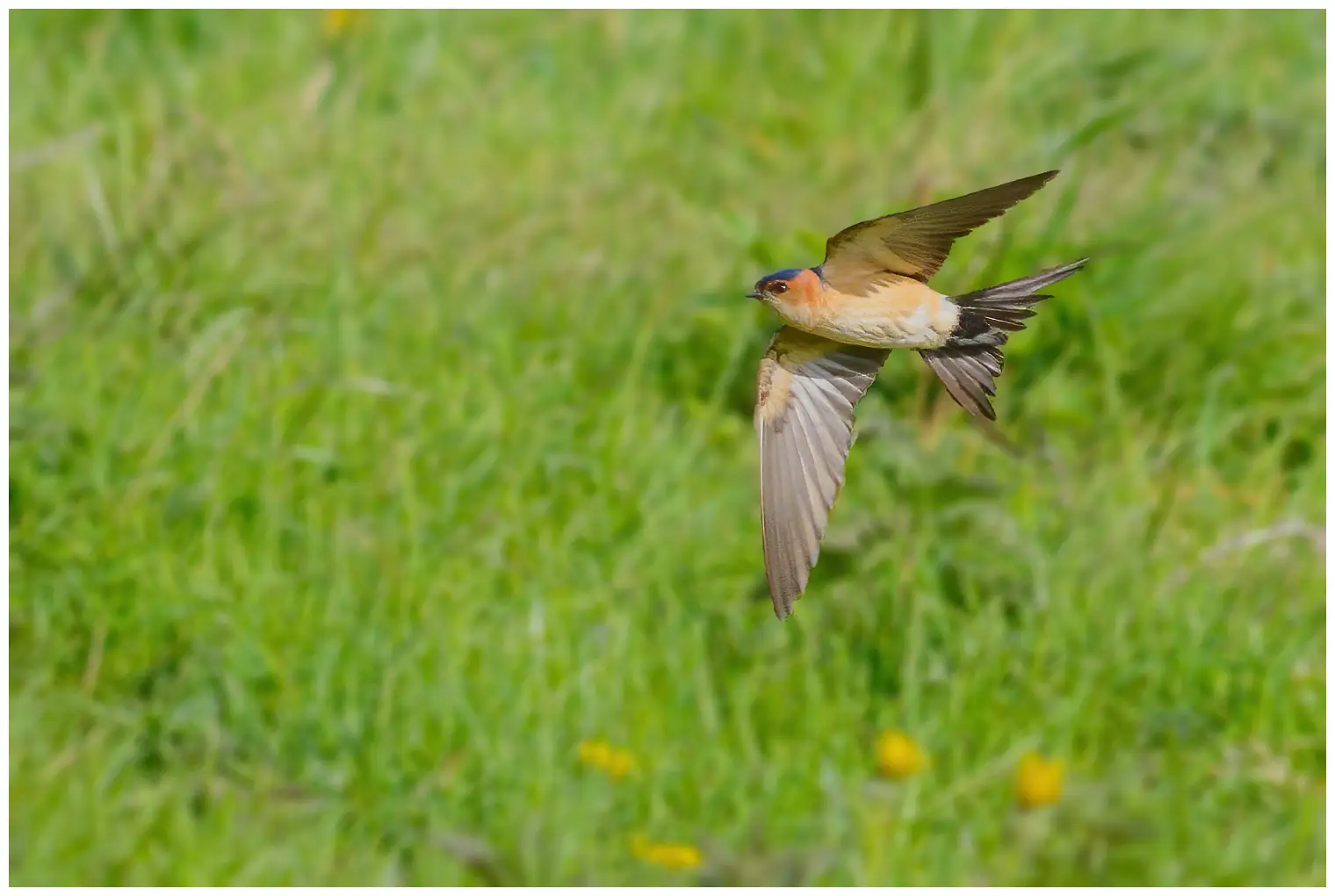 Hirondelle rousseline