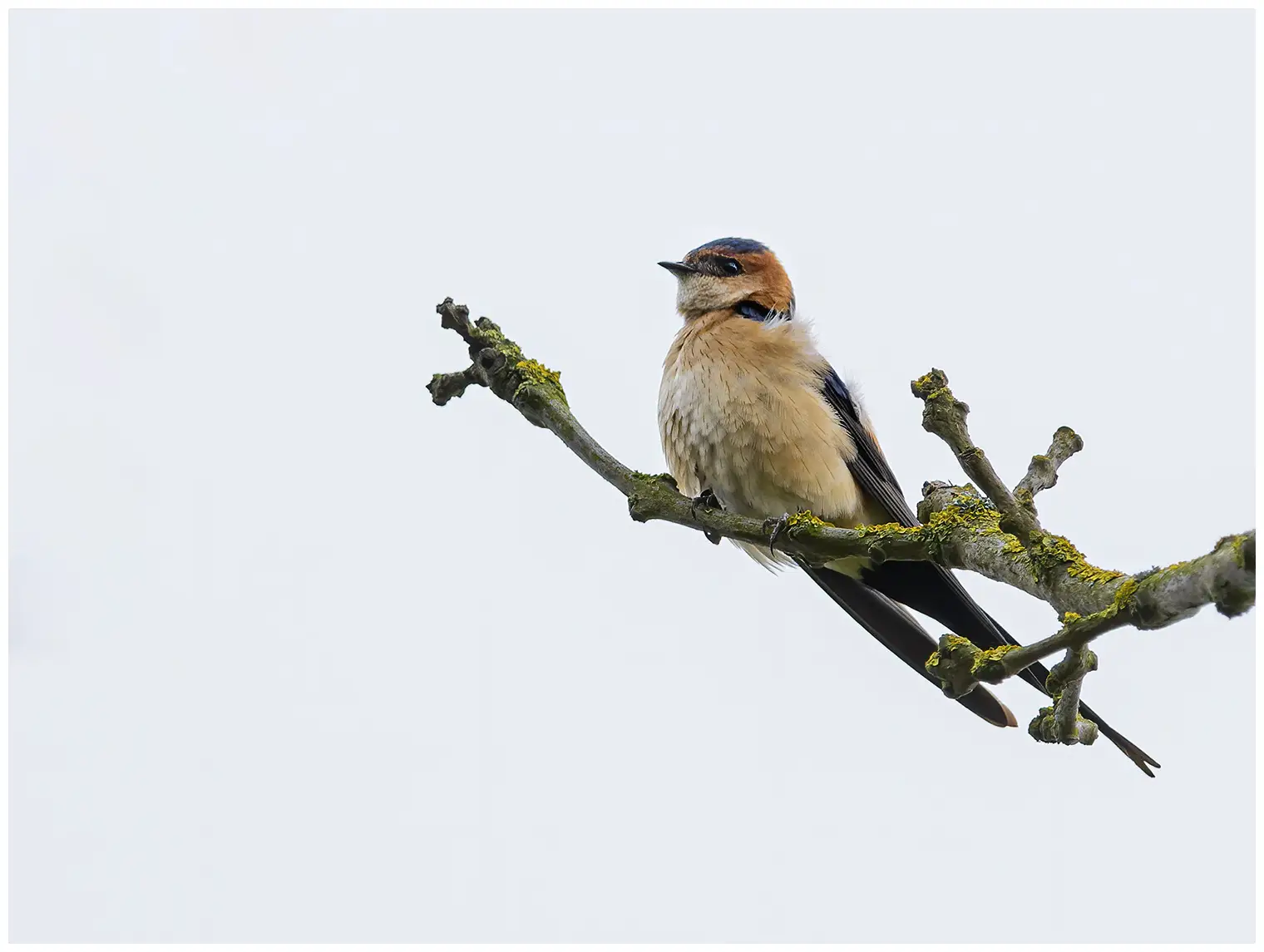 Hirondelle rousseline