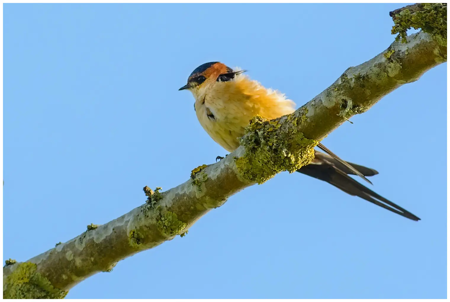 Hirondelle rousseline