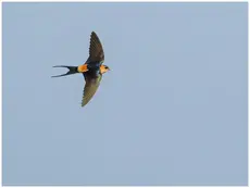 Hirondelle rousseline