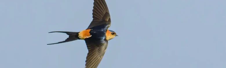 Hirondelle rousseline