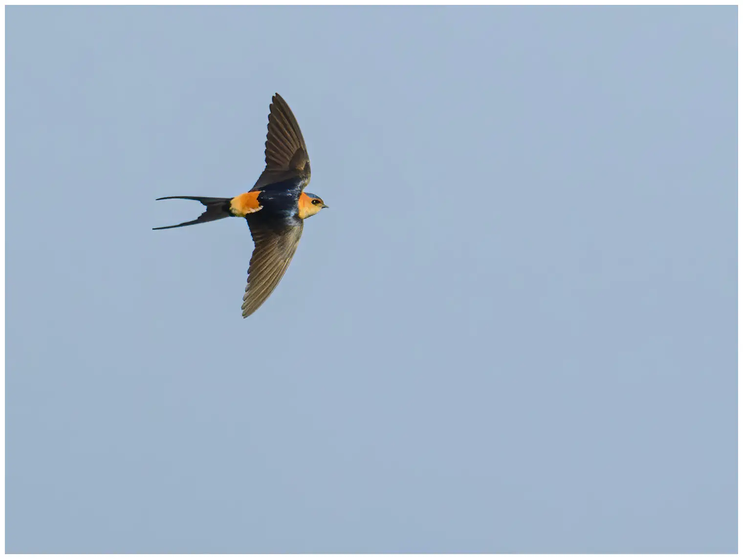 Hirondelle rousseline