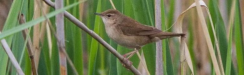 Locustelle luscinioïde. Ici, assis dans une forêt de roseaux. Plumage brun et dessous plus clair.