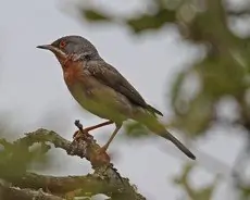 Fauvette passerinette