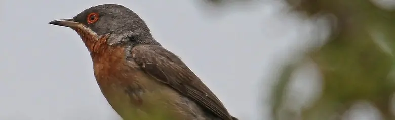 Fauvette passerinette