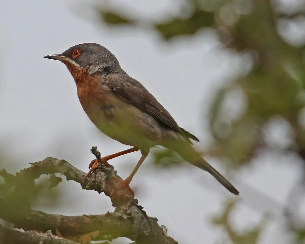 Fauvette passerinette