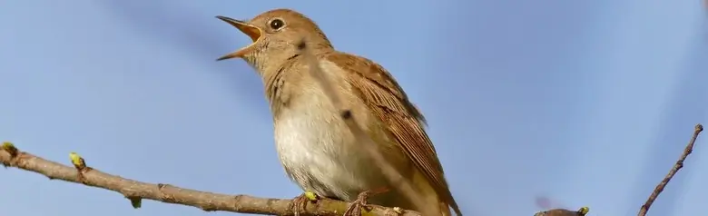 Rossignol philomèle. Assis sur une branche et chantant clairement son chant bien connu. Son bec est ouvert.