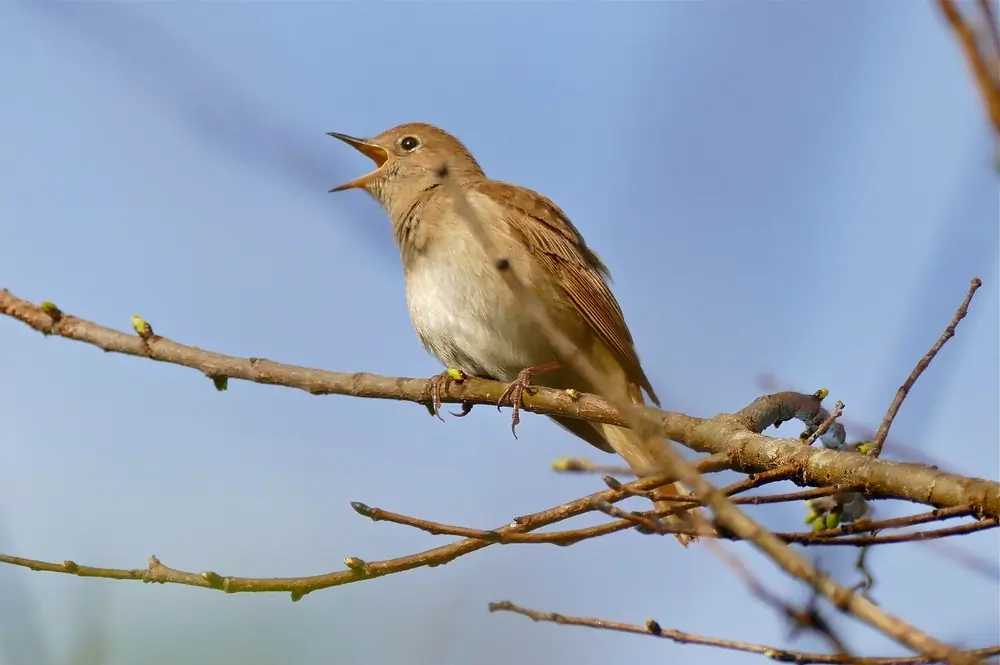 Rossignol philomèle. Assis sur une branche et chantant clairement son chant bien connu. Son bec est ouvert.