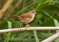 Bouscarle de Cetti