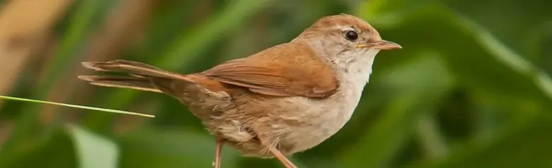 Bouscarle de Cetti
