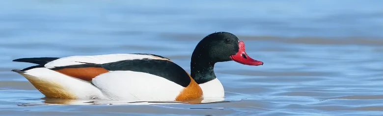 Tadorne de Belon. Grand canard au bec rouge et à la tête noire. Marques brunes sur un oiseau par ailleurs noir et blanc.