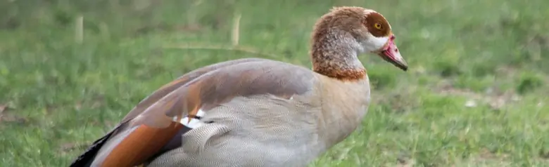 Ouette d'Égypte. Se promène ici sur la terre ferme. Plumage panaché avec un masque oculaire brun, longues pattes rouge pâle et bec de la même couleur.