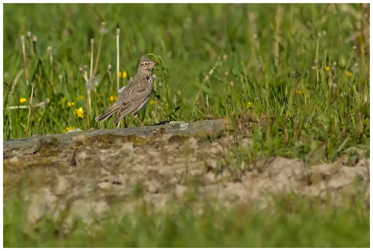 Cochevis huppé