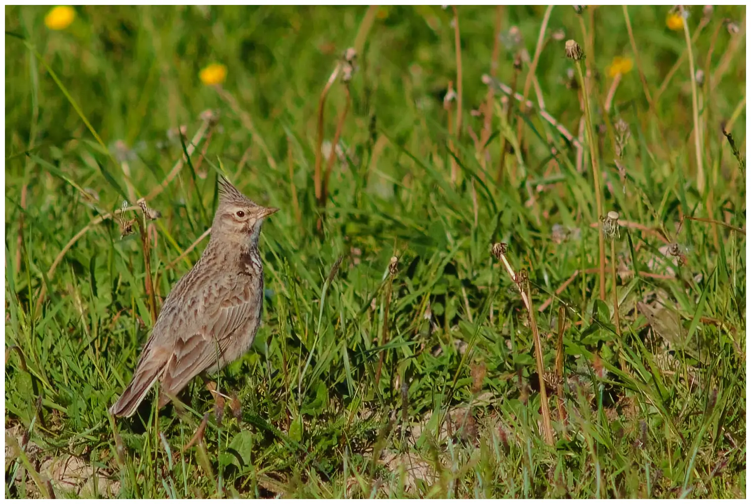 Cochevis huppé