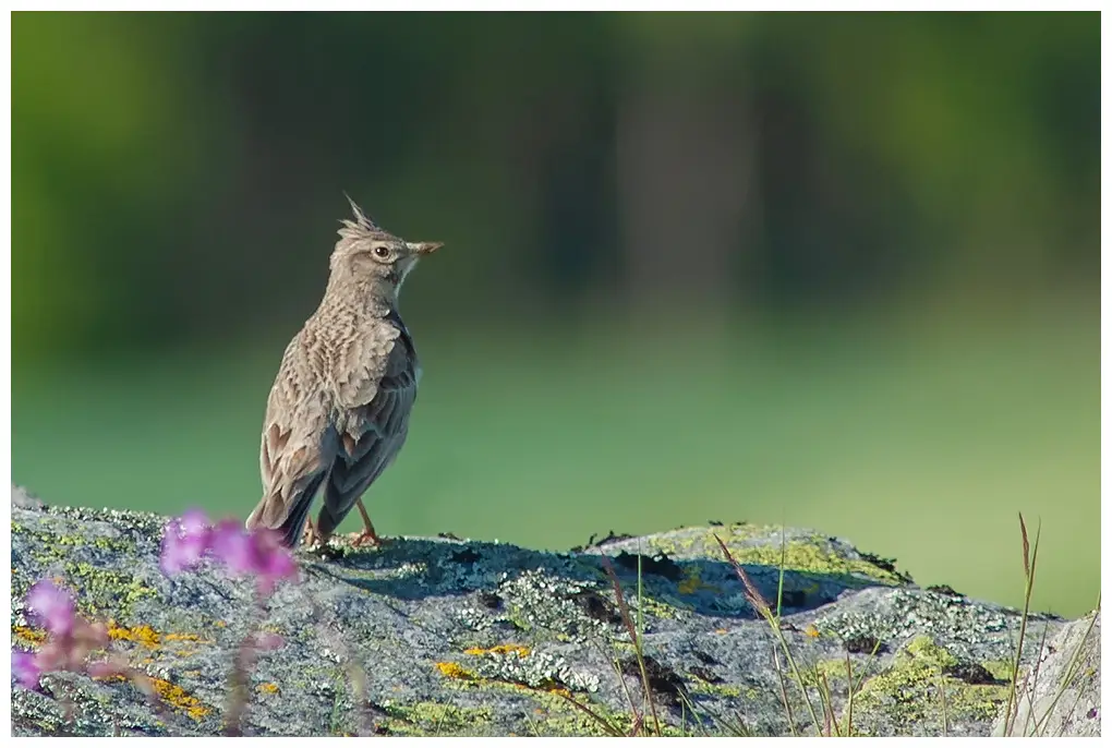 Cochevis huppé