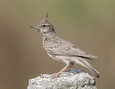 Cochevis huppé