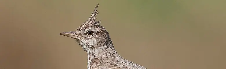 Cochevis huppé. Une crête de plumes distinctive sur la tête. Oiseau grisâtre au bec long et pointu.
