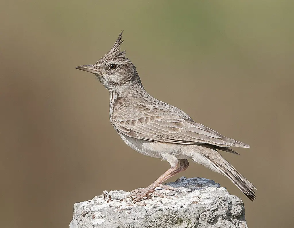 Cochevis huppé. Une crête de plumes distinctive sur la tête. Oiseau grisâtre au bec long et pointu.