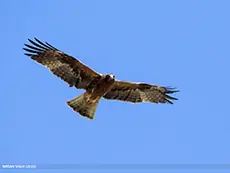 Aigle botté