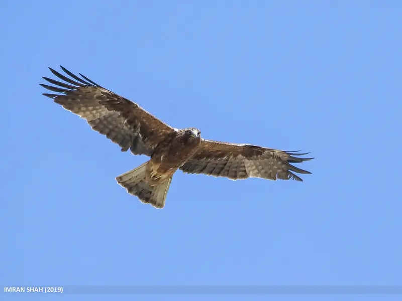 Aigle botté