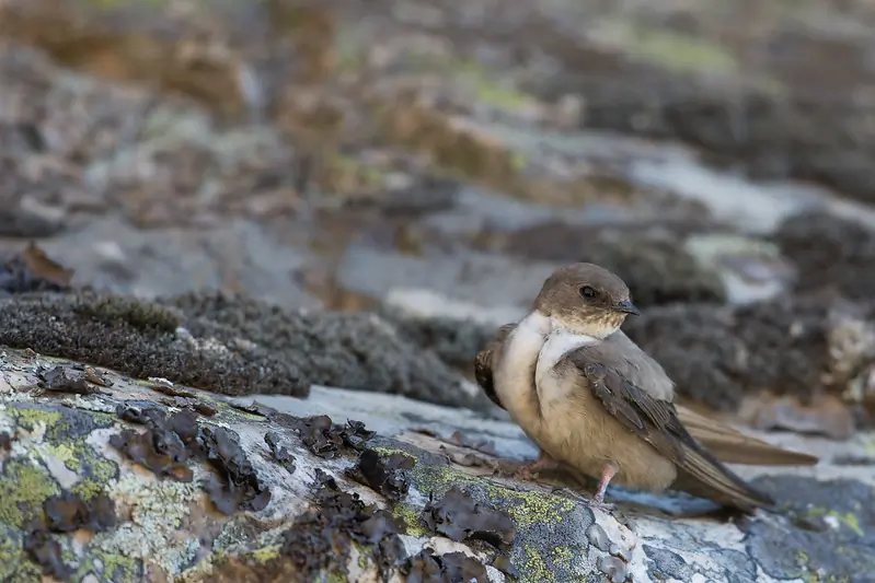 Hirondelle de rochers