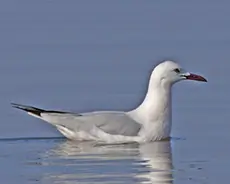 Goéland railleur
