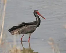 Cigogne noire