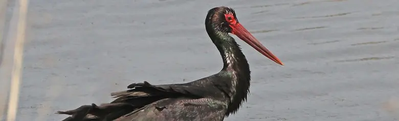 Cigogne noire