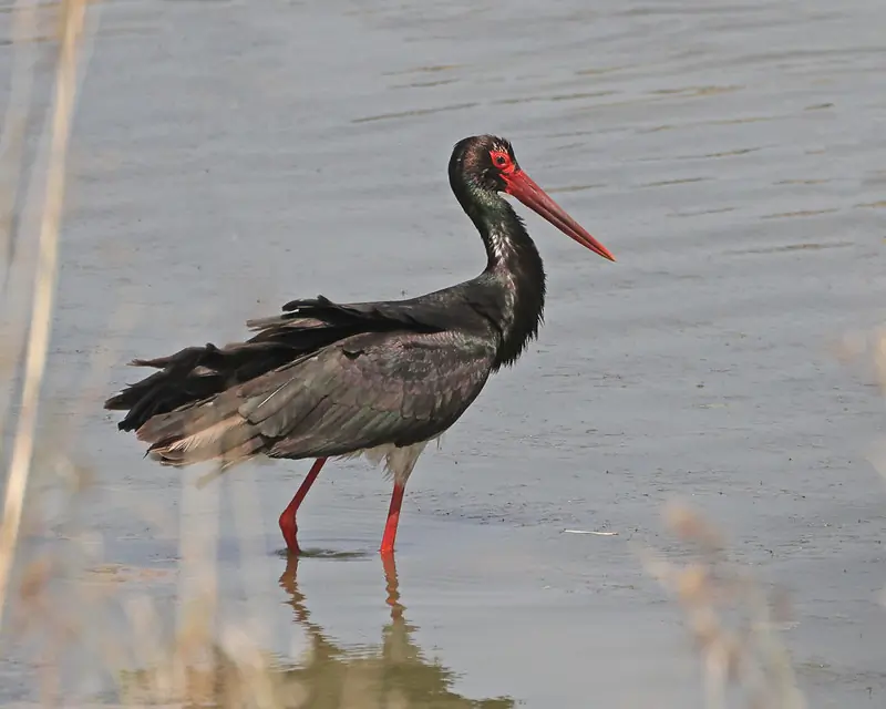 Cigogne noire