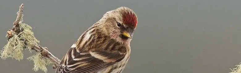 Sizerin cabaret. Assis sur une branche moussue. Vue de dos. Tache rouge distincte sur le front.