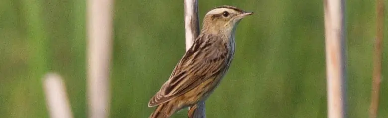 Phragmite aquatique. Ici, il est assis sur une branche verticale. Une bande jaune sur la tête et des bandes noires sur les ailes.