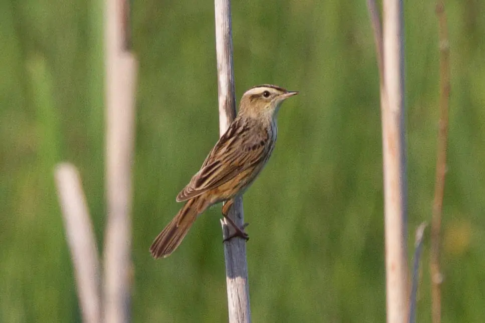 Phragmite aquatique. Ici, il est assis sur une branche verticale. Une bande jaune sur la tête et des bandes noires sur les ailes.