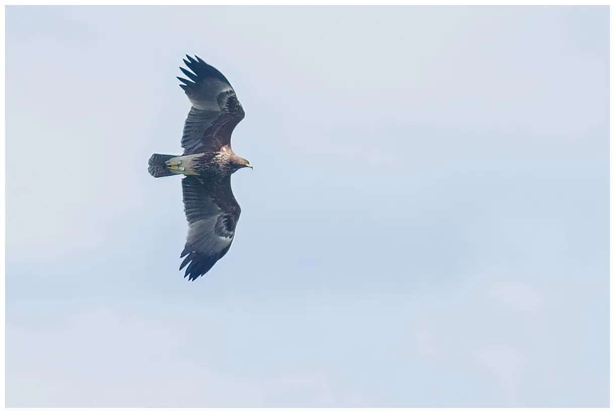 Aigle criard