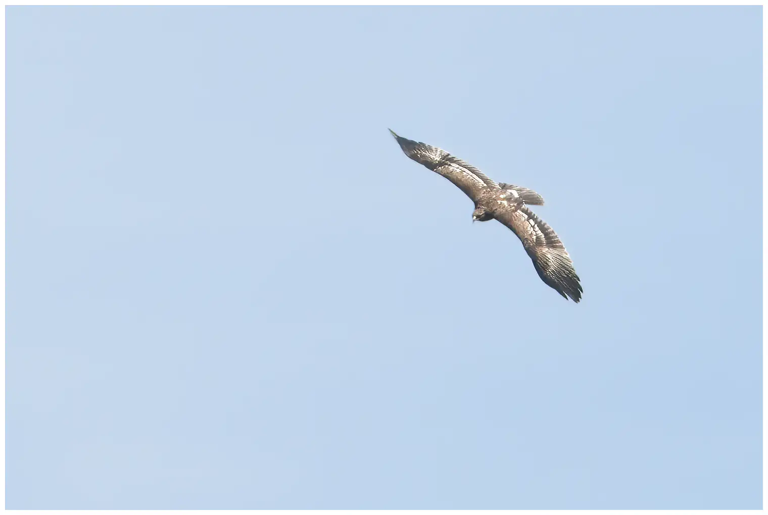 Aigle criard