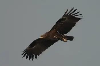 Aigle criard