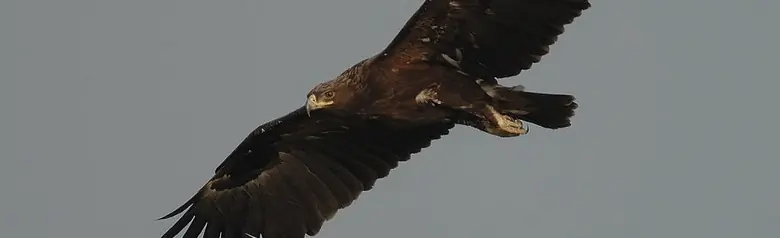 Aigle criard. On le voit ici planant dans un ciel gris. Plumage sombre, les plumes du dessous des ailes étant d'un brun plus foncé que les plumes de vol.