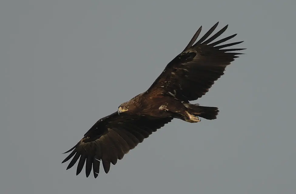 Aigle criard. On le voit ici planant dans un ciel gris. Plumage sombre, les plumes du dessous des ailes étant d'un brun plus foncé que les plumes de vol.