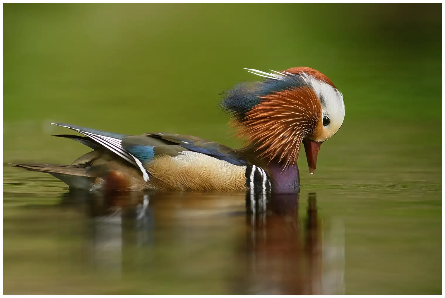 Canard mandarin